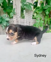 Sydney, a female Beagle for sale in Marshall, AR – 2 of 2