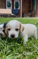 Daisy, a female Beagle for sale in Marshall, AR – 2 of 2