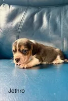 Jethro, a male Beagle for sale in Marshall, AR – 2 of 2