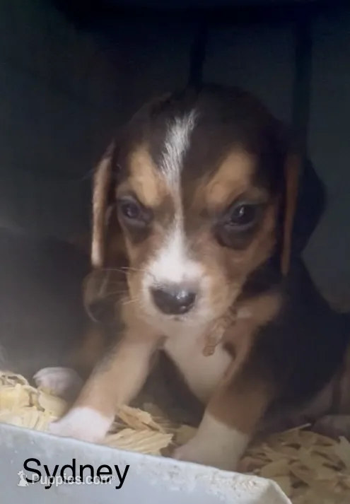 Sydney – Beagle puppy for sale in Marshall, AR