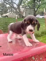 Maisie, a male Beagle for sale in Marshall, AR – 2 of 2