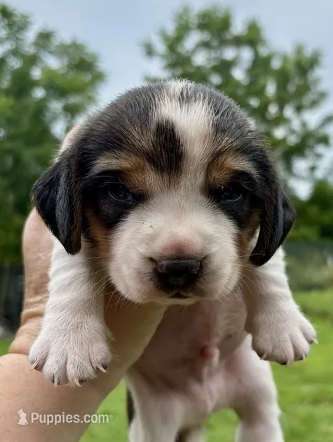Pumpkin – Beagle puppy for sale in Marshall, AR