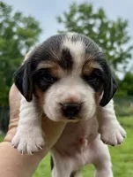 Pumpkin, a male Beagle for sale in Marshall, AR – 1 of 1