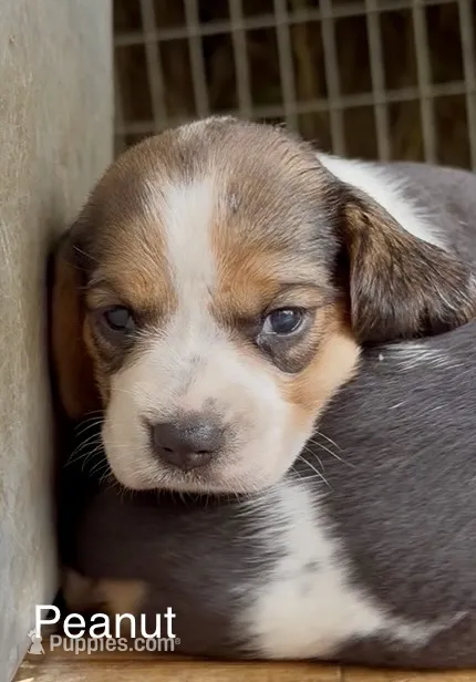 Peanut – Beagle puppy for sale in Marshall, AR