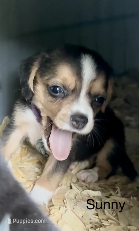 Sunny – Beagle puppy for sale in Marshall, AR