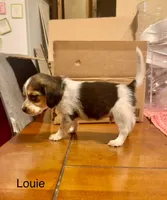 Louie, a male Beagle for sale in Marshall, AR – 5 of 5