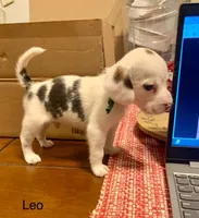 Leo, a male Beagle for sale in Marshall, AR – 2 of 2