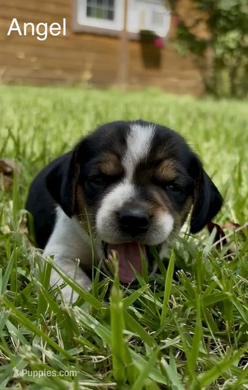 Angel – Beagle puppy for sale in Marshall, AR