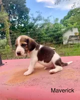 Maverick, a male Beagle for sale in Marshall, AR – 2 of 2