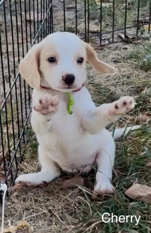 Cherry – Beagle puppy for sale in Marshall, AR