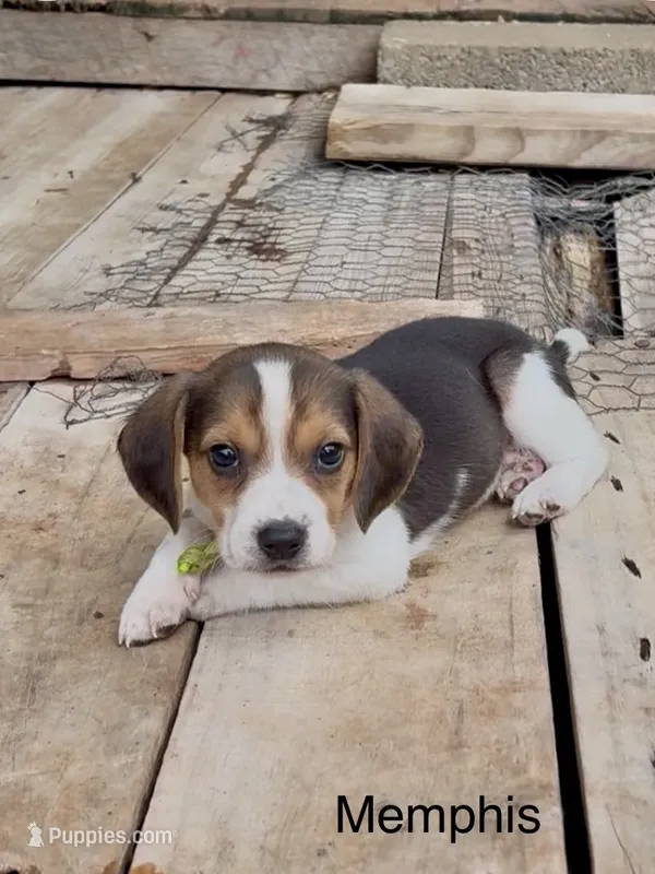 Memphis – Beagle puppy for sale in Marshall, AR