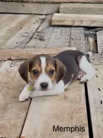 Memphis, a male Beagle for sale in Marshall, AR – 1 of 4