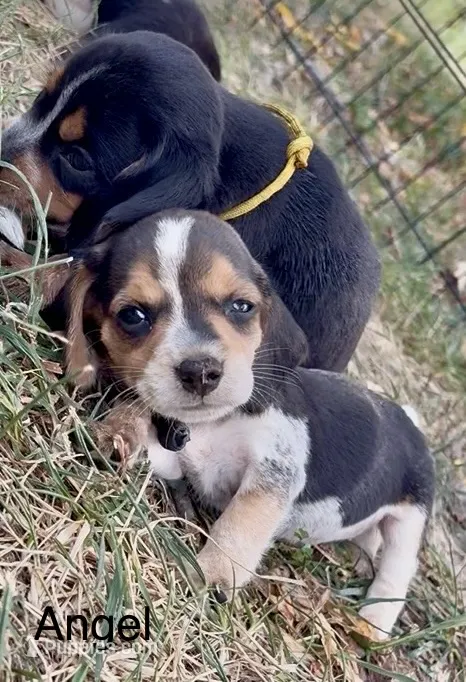 Angel – Beagle puppy for sale in Marshall, AR
