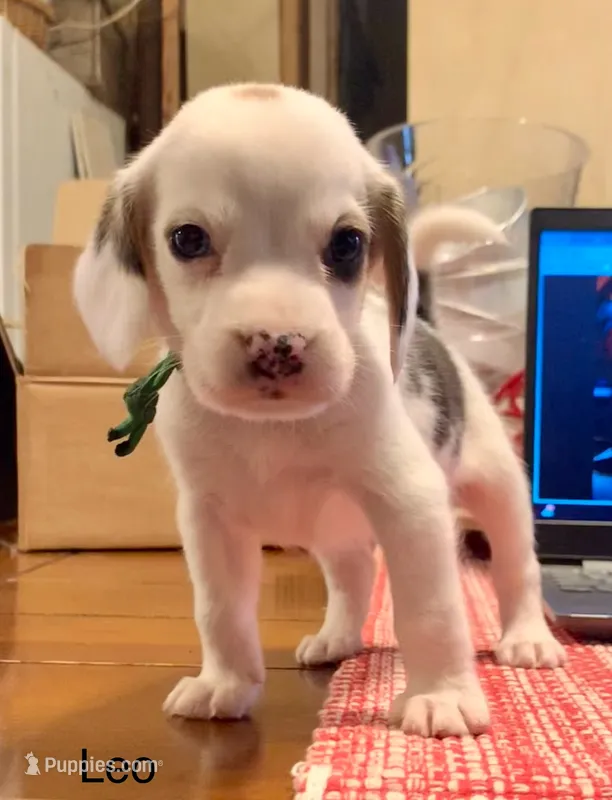 Leo – Beagle puppy on hold in Marshall, AR