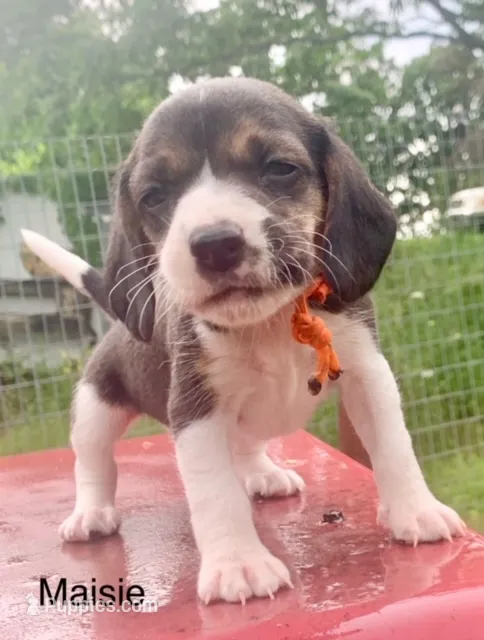 Maisie – Beagle puppy for sale in Marshall, AR