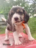 Maisie, a male Beagle for sale in Marshall, AR – 1 of 2