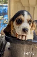 Penny, a female Beagle for sale in Marshall, AR – 2 of 8