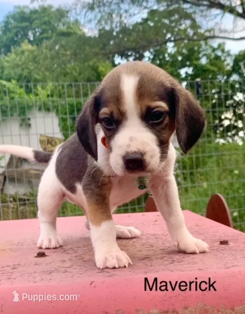 Maverick – Beagle puppy for sale in Marshall, AR
