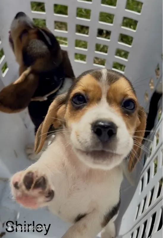 Shirley – Beagle puppy for sale in Marshall, AR