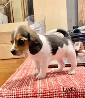 Lydia, a female Beagle for sale in Marshall, AR – 4 of 4