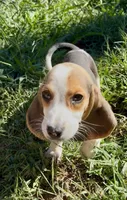 Henry, a male Beagle for sale in Marshall, AR – 4 of 4