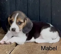 Mabel, a female Beagle for sale in Marshall, AR – 4 of 6