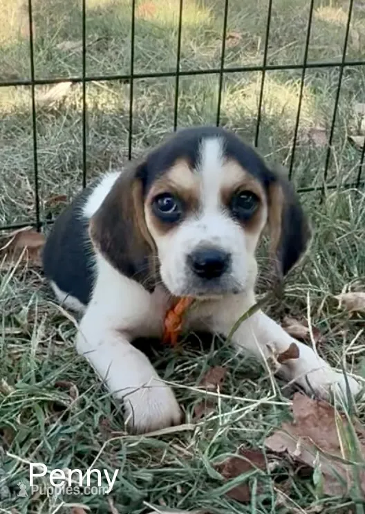 Penny – Beagle puppy for sale in Marshall, AR