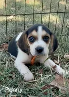 Penny, a female Beagle for sale in Marshall, AR – 4 of 8