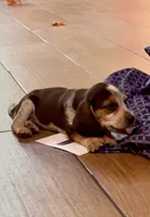 Baby Gorgeous, a female Beagle for sale in Marshall, AR – 3 of 6