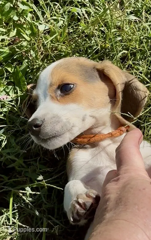 Henry – Beagle puppy for sale in Marshall, AR