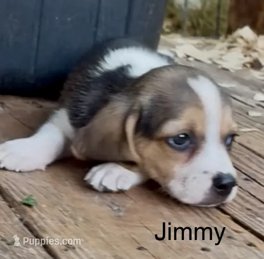Jimmy – Beagle puppy for sale in Marshall, AR