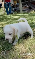 Apple, a male Beagle for sale in Marshall, AR – 3 of 3