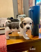 Lexi, a female Beagle for sale in Marshall, AR – 4 of 4