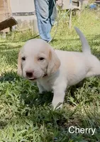 Cherry, a female Beagle for sale in Marshall, AR – 3 of 3