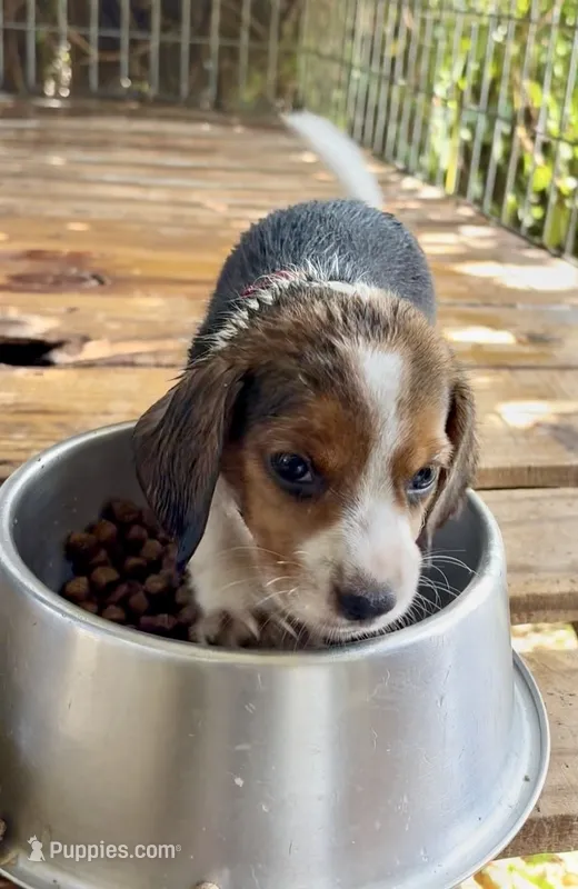 Poppy – Beagle puppy for sale in Marshall, AR
