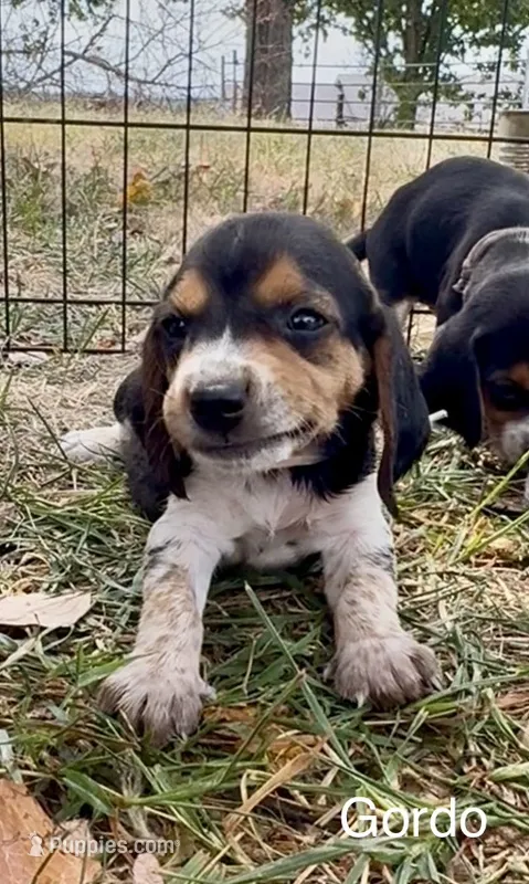 Gordo – Beagle puppy for sale in Marshall, AR