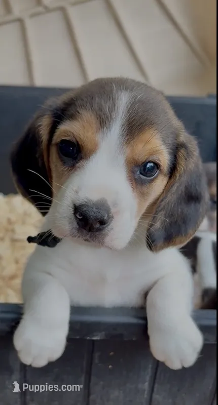 Lucas – Beagle puppy for sale in Marshall, AR