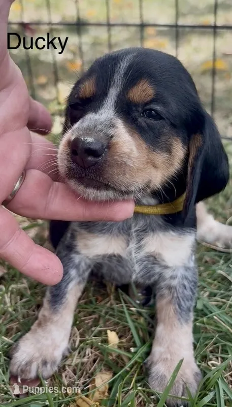 Ducky – Beagle puppy for sale in Marshall, AR