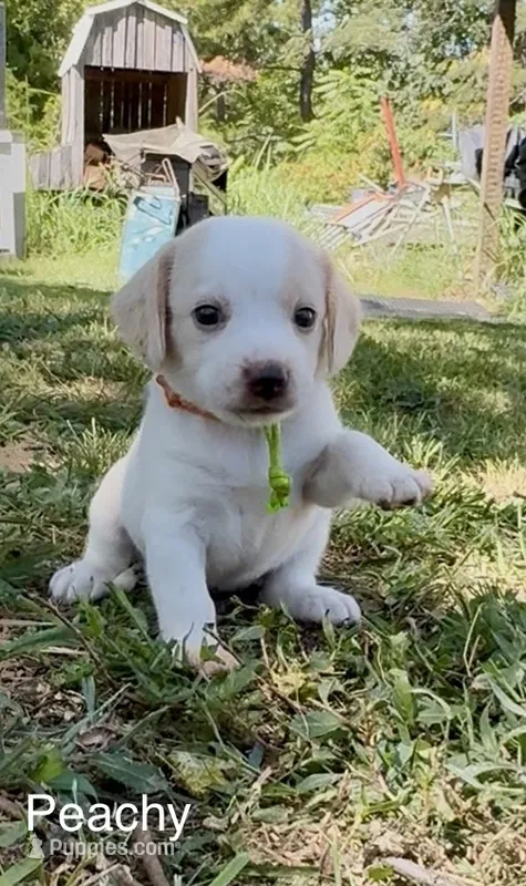 Peachy – Beagle puppy for sale in Marshall, AR