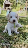 Peachy, a female Beagle for sale in Marshall, AR – 1 of 4
