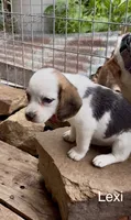 Lexi, a female Beagle for sale in Marshall, AR – 2 of 4
