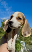 Henry, a male Beagle for sale in Marshall, AR – 2 of 4