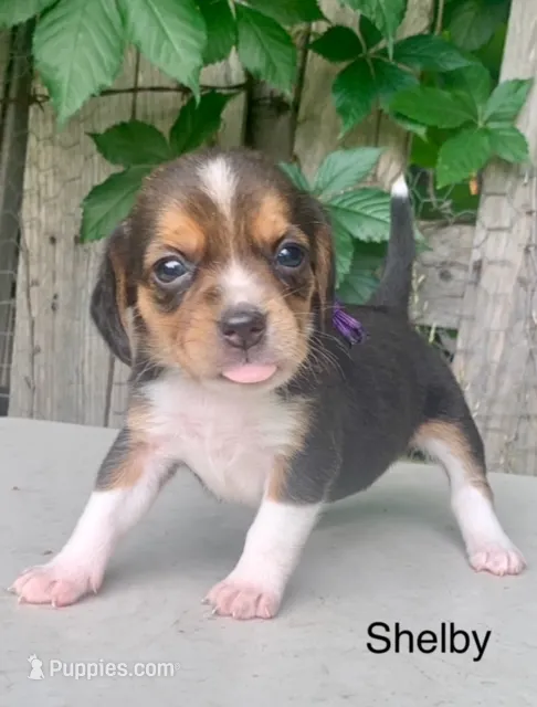Shelby – Beagle puppy for sale in Marshall, AR