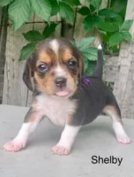 Shelby, a female Beagle for sale in Marshall, AR – 1 of 2