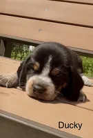 Ducky, a male Beagle for sale in Marshall, AR – 2 of 2