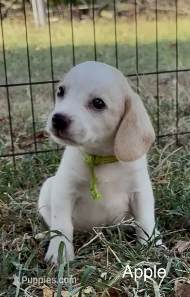 Apple – Beagle puppy for sale in Marshall, AR