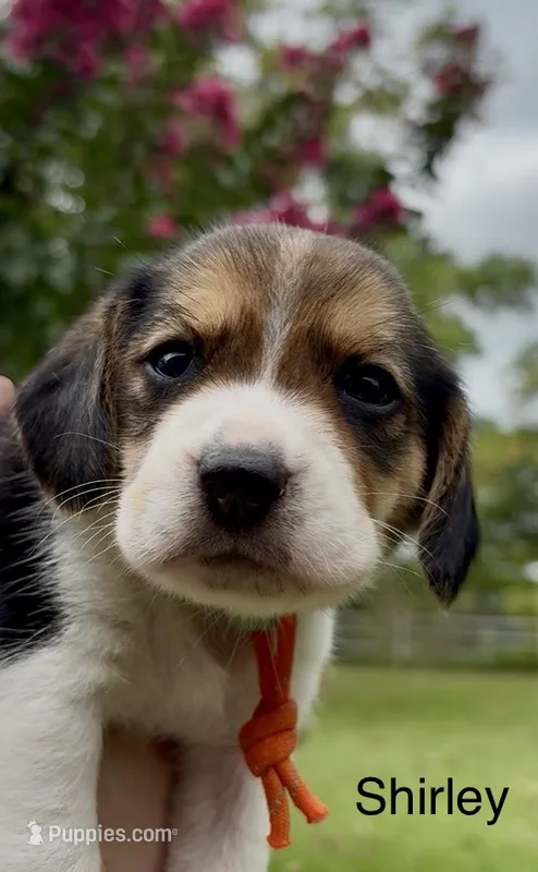 Shirley – Beagle puppy for sale in Marshall, AR