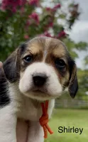 Shirley, a female Beagle for sale in Marshall, AR – 1 of 1