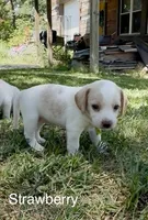 Strawberry, a female Beagle for sale in Marshall, AR – 2 of 2