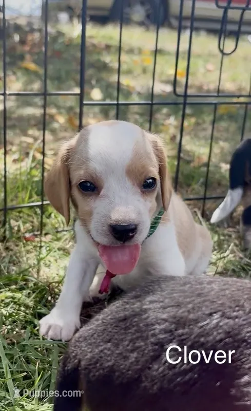 Clover – Beagle puppy for sale in Marshall, AR